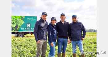 "Goed seizoenseinde voor Duitse vollegrondskruiden"