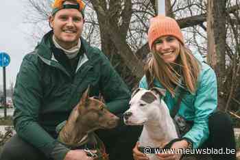 “Knuffelkont” Laika zou worden ingeslapen, maar vond op oudejaarsdag nieuwe baasjes: “We gaan wat Nederlands moeten leren zodat ze ons kan verstaan”