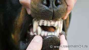 Rottweiler „Ernie“ dreht durch und fällt zwei Mädchen (6/10) an – schwer verletzt