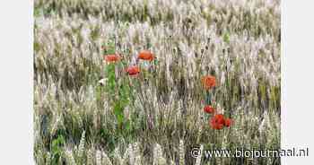 "Microben beïnvloeden plantprestaties"