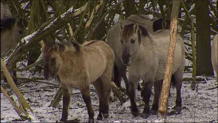 Almere - Delen van natuurgebied de Oostvaardersplassen gesloten