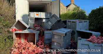 'Blood dripping down the road with hearts and livers everywhere'