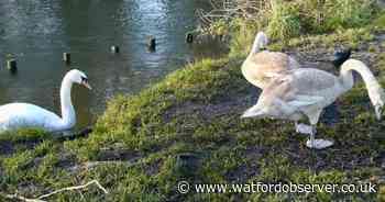 Cassiobury Park swan 'being monitored' after 'dog attack'