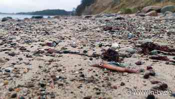 Wo kommt der tote Kalmar her?: Frau macht mysteriösen Fund an Ostseestrand