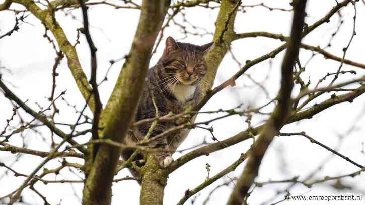 Brandweer rukt uit voor kat in de boom, maar die wandelt rustig weg