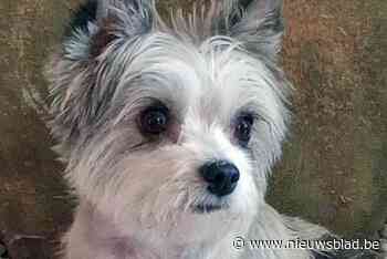 Hondje Tess aangevallen door twee loslopende herdershonden: “Ze moet geopereerd worden”