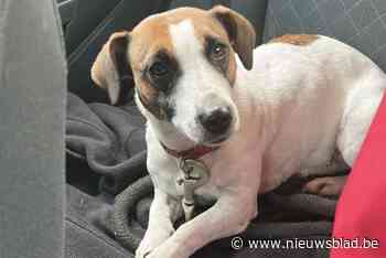 Hondje Nala loopt weg door vuurwerk en wordt in andere gemeente teruggevonden: “Ze heeft lang alleen gelopen”