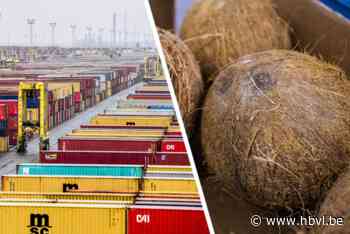 Eigenares van Maasmechelse dancing vrijgelaten voor drugstransport via kokosnoten