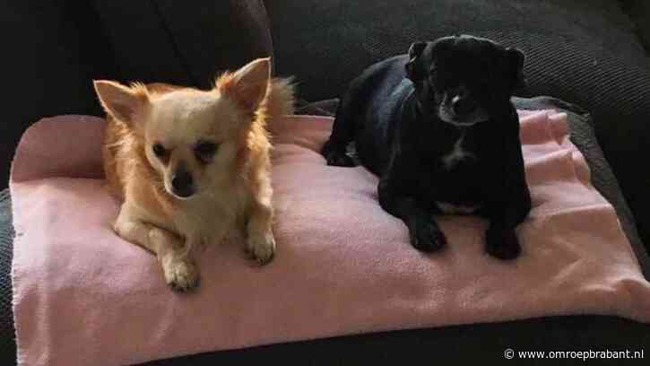 Mandy zoekt al dagenlang naar hondje Binky: 'Kan er niet van slapen'