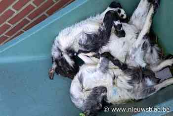 Twee drachtige dwerggeiten overleven vuurwerk op Nieuwjaar niet: “Ze zijn gestorven van de stress”
