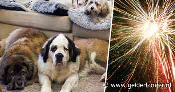 Hond valt dood neer door vuurwerk, ander rent in paniek de sloot in en verdrinkt: ‘Letterlijk en figuurlijk killing voor dieren’