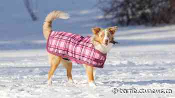 App connects dog owners with private and safe off-leash spaces