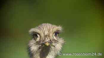 Kurioser Einsatz in Landhut: Nandu klaut Kind Handschuh und verschluckt ihn