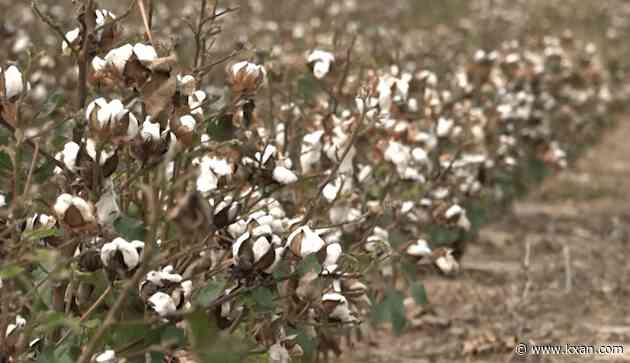 Texas cotton farmers push for natural fabrics in a fast fashion world