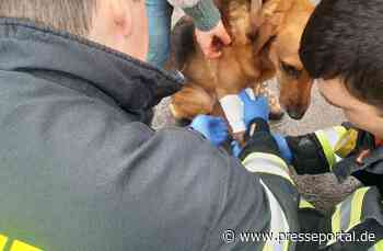 FW Dinslaken: Feuerwehr versorgt verletzten Hund