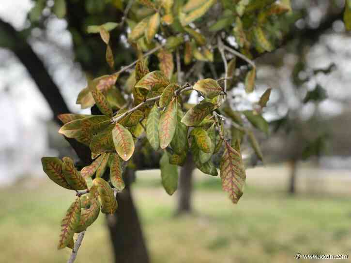 How Texans can protect their trees before oak wilt season begins