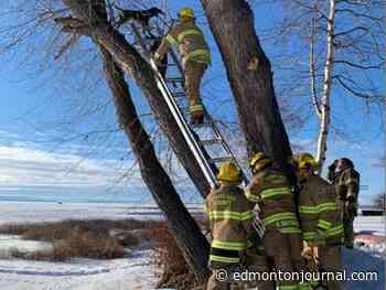 Alberta fire crew rescues squirrel-chasing dog stuck in 50-foot tree