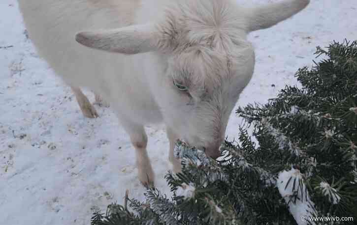 'Let's Goat Buffalo' seeking Christmas tree donations for goats