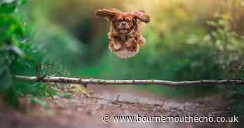 Council worker wins photo contest, pledges support to animal charities