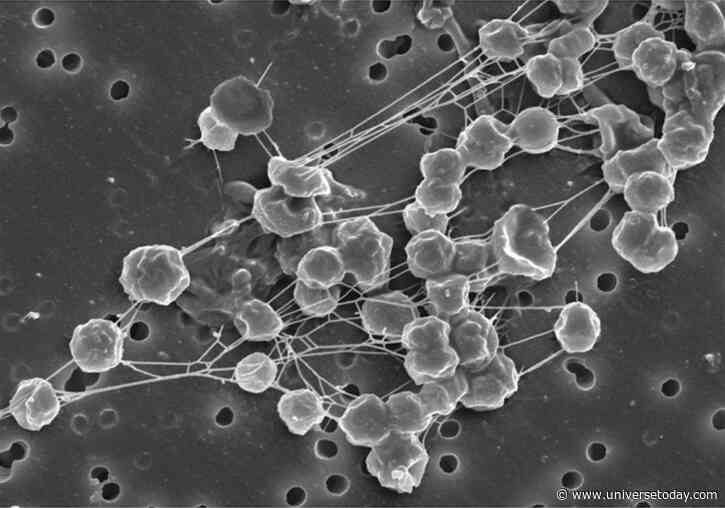 Could There Be Bacteria Living on Mars Today?