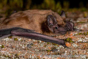 Migrating Bats Surf Storm Fronts to Save Energy