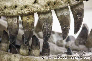 Tyrannosaur Teeth Fuel Rare Fossil Find in England