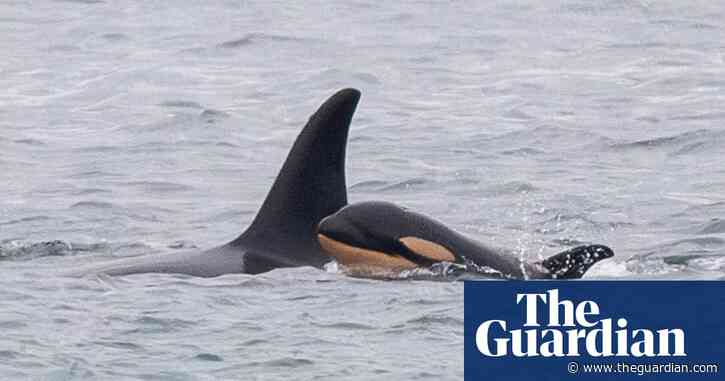 Grieving killer whale who carried calf’s body spotted again with dead baby