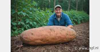 Massieve zoete aardappel van bijna 8 kg gevonden