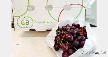 "Goede afzet Zuid-Afrikaanse druiven tijdens Kerst"