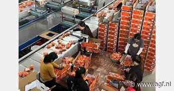 Chinese sinaasappelexporteur neemt nieuwe sorteerlijn in gebruik