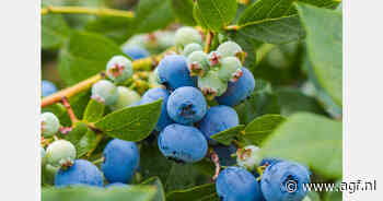 Export Georgische blauwe bessen groeit 660% in vier jaar