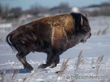 Enjoy the winter season: Five things to do this weekend in Saskatoon, Jan. 3-5