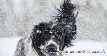 Warning for dog owners as cold temperatures and 'heavy snow' possible
