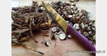 Wilde levenskracht uit de natuur