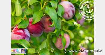 "Nieuw fruit uit Limpopo"