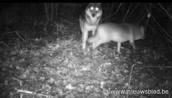 Daar zijn ze weer: wolvenkoppel Noëlla en Maurice verschijnt op nieuwjaarsnacht voor wildcamera