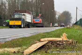 Bomen Ambachtenstraat worden stuk voor stuk geveld maar worden later vervangen: “Nodig voor heraanleg straat”
