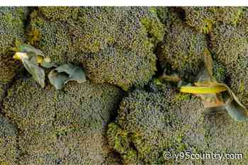 Listeria Advisory Issued For Frozen Broccoli Sold At Walmart