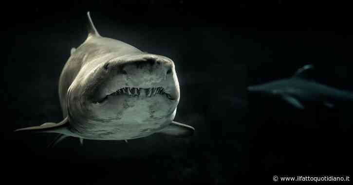 Surfista 28enne scompare mentre è in mare. L’ipotesi delle autorità: “Aggredito da uno squalo. Non c’è traccia del corpo”