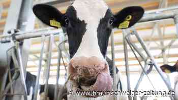 Aufregung auf A2 bei Helmstedt: Kuh läuft auf Fahrbahn – Sperrung