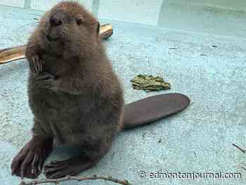 Dam little Edmonton beaver breaks Alberta rescue laws — and it’s okay