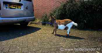 Pascal en moeder komen in actie als ze iets opvallends op straat zien: ‘Verrek, het is een geit’