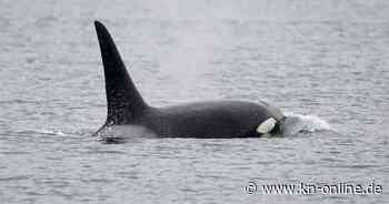 Trauernde Orca-Mutter trägt totes Kalb wieder durch Ozean