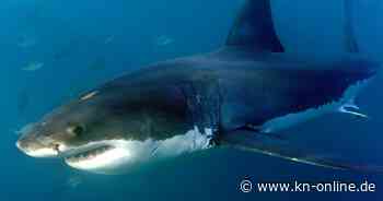 Australien: Surfer nach Haiangriff vermisst