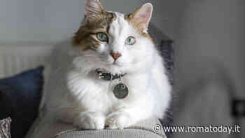 Come chiamare i gatti: i nomi orientali più belli da cui farsi ispirare