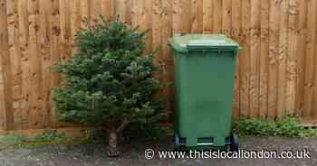 What to do with your real Christmas tree in south east London