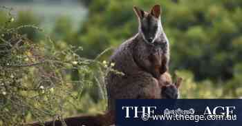 Endangered wallabies survive Grampians fire but starvation threatens