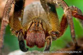 De 8 giftigste spinnen ter wereld en wat te doen bij een beet