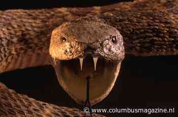 De 5 giftigste slangen ter wereld en wat te doen bij een slangenbeet