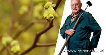 Met deze struik kun je zelf truffels laten groeien in je tuin